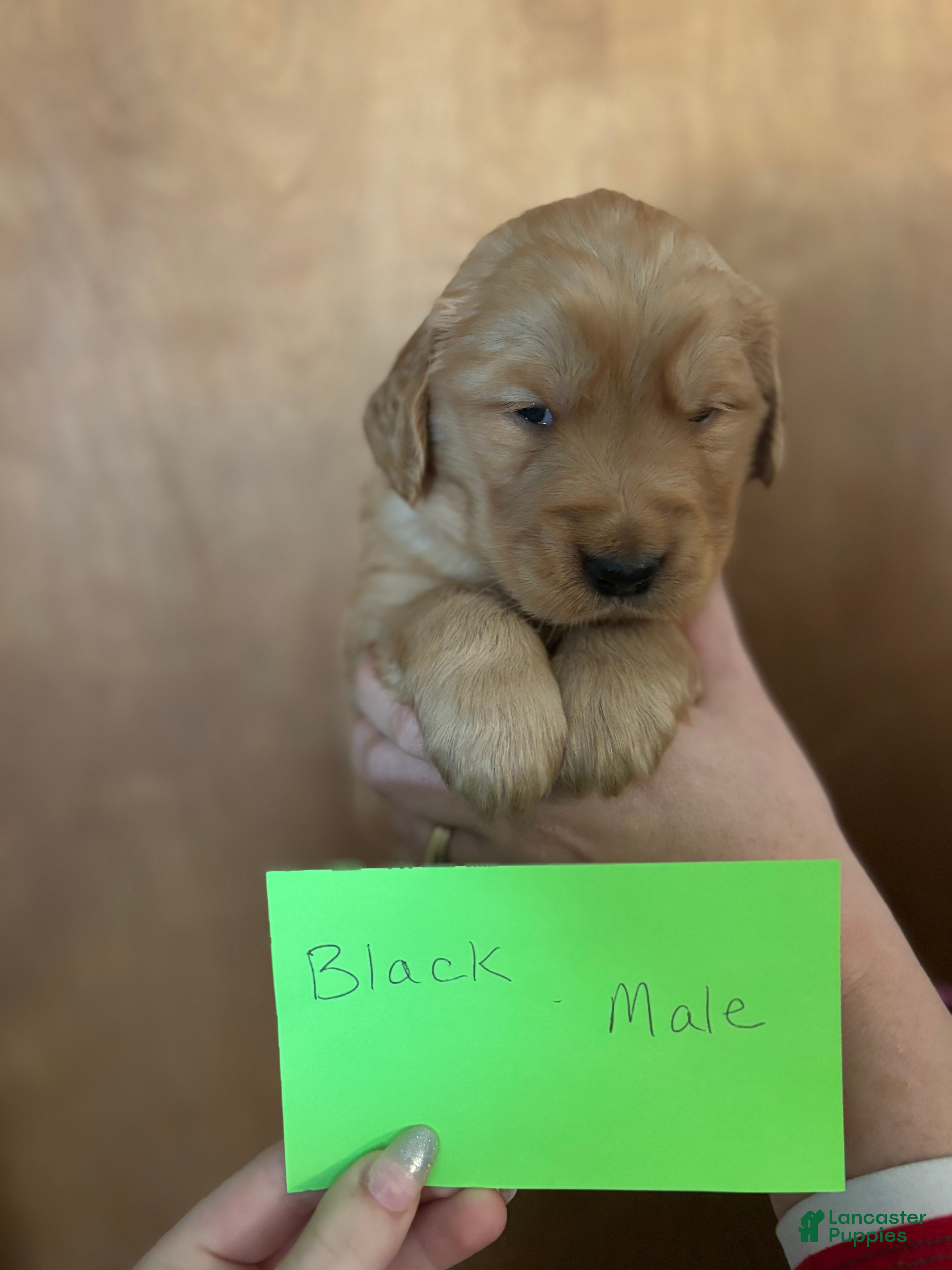 Golden Retriever dogs Black Male - Ad 3