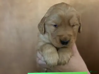 Golden Retriever dogs Black Male - Ad 39