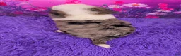 Mini Bernedoodle dogs for sale: Smoki Munchkin Bernedoodle - Ad 4