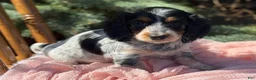 Miniature Dachshund dogs for sale: Hattie - Ad 9