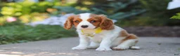 Cavalier King Charles Spaniel dogs for sale: Baxter - Ad 1