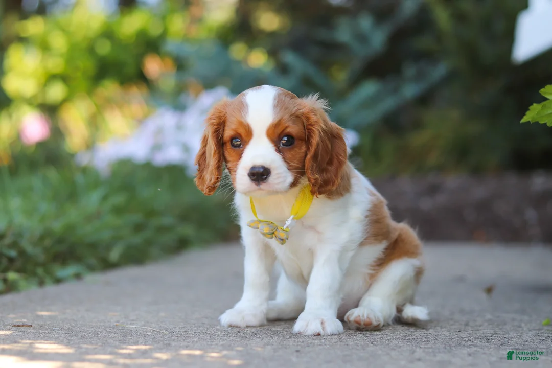 Cavalier King Charles Spaniel dogs for sale: Baxter - Ad 1