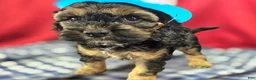 Cockapoo dogs for sale: Batty - Ad 13