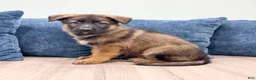 German Shepherd dogs for sale: Mike - Ad 5