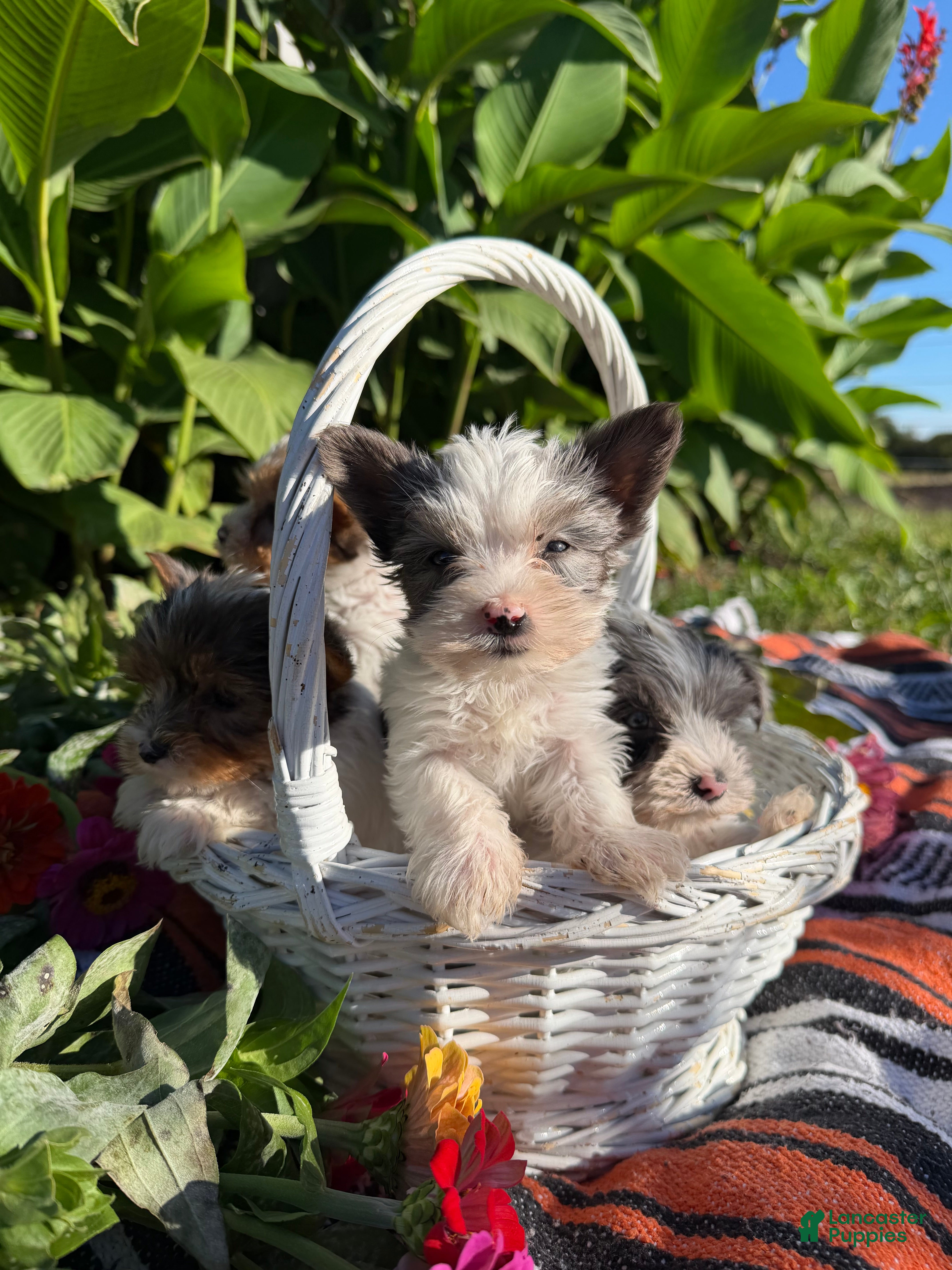 Yorkshire Terrier dogs Yorkshire Terrier 3 - Ad 1
