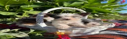 Yorkshire Terrier dogs for sale: Yorkshire Terrier 3 - Ad 1