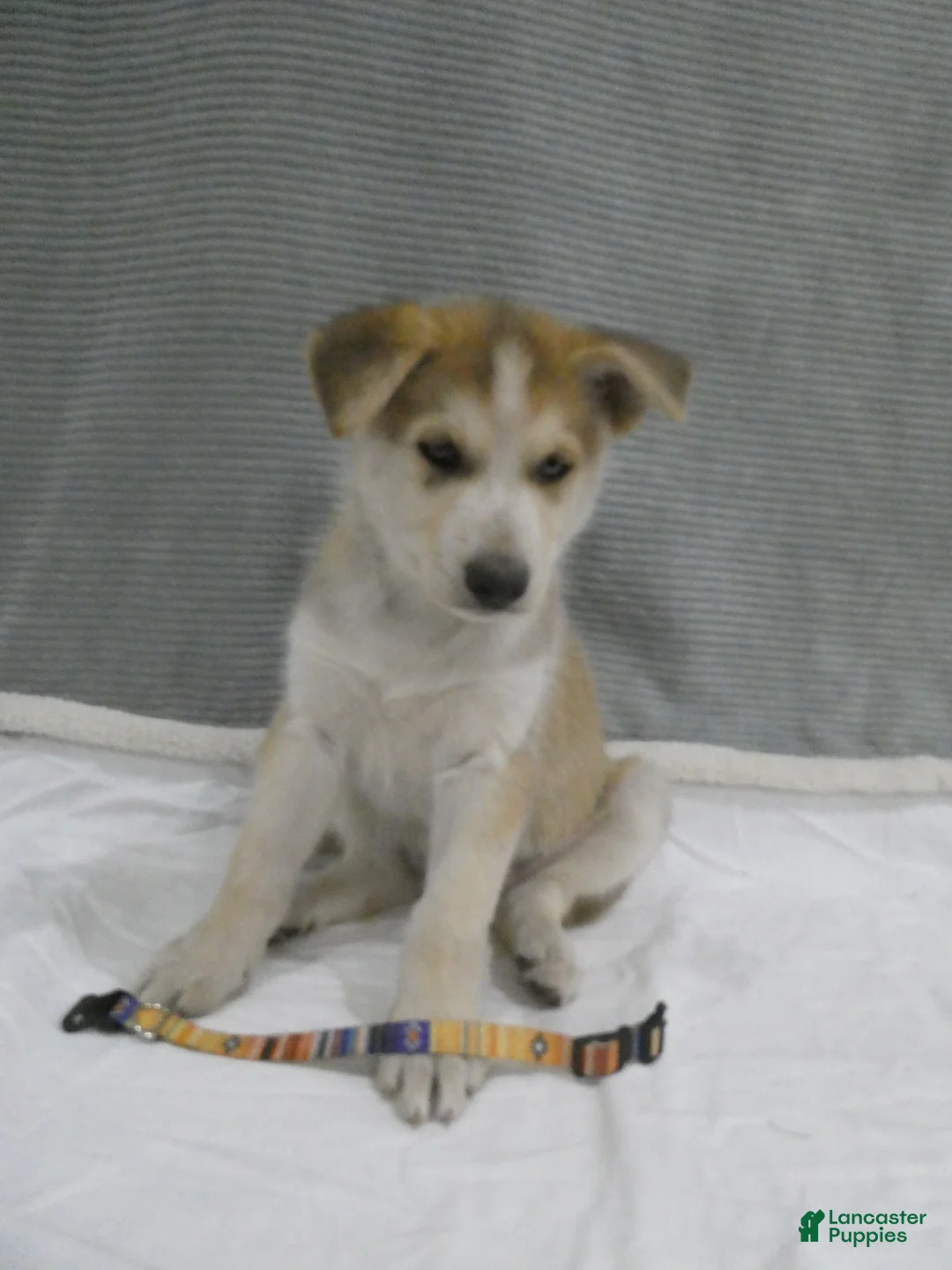 Gerberian Shepsky dogs for sale: Koda - Ad 1