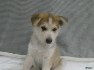 Gerberian Shepsky dogs for sale: Koda - Ad 3