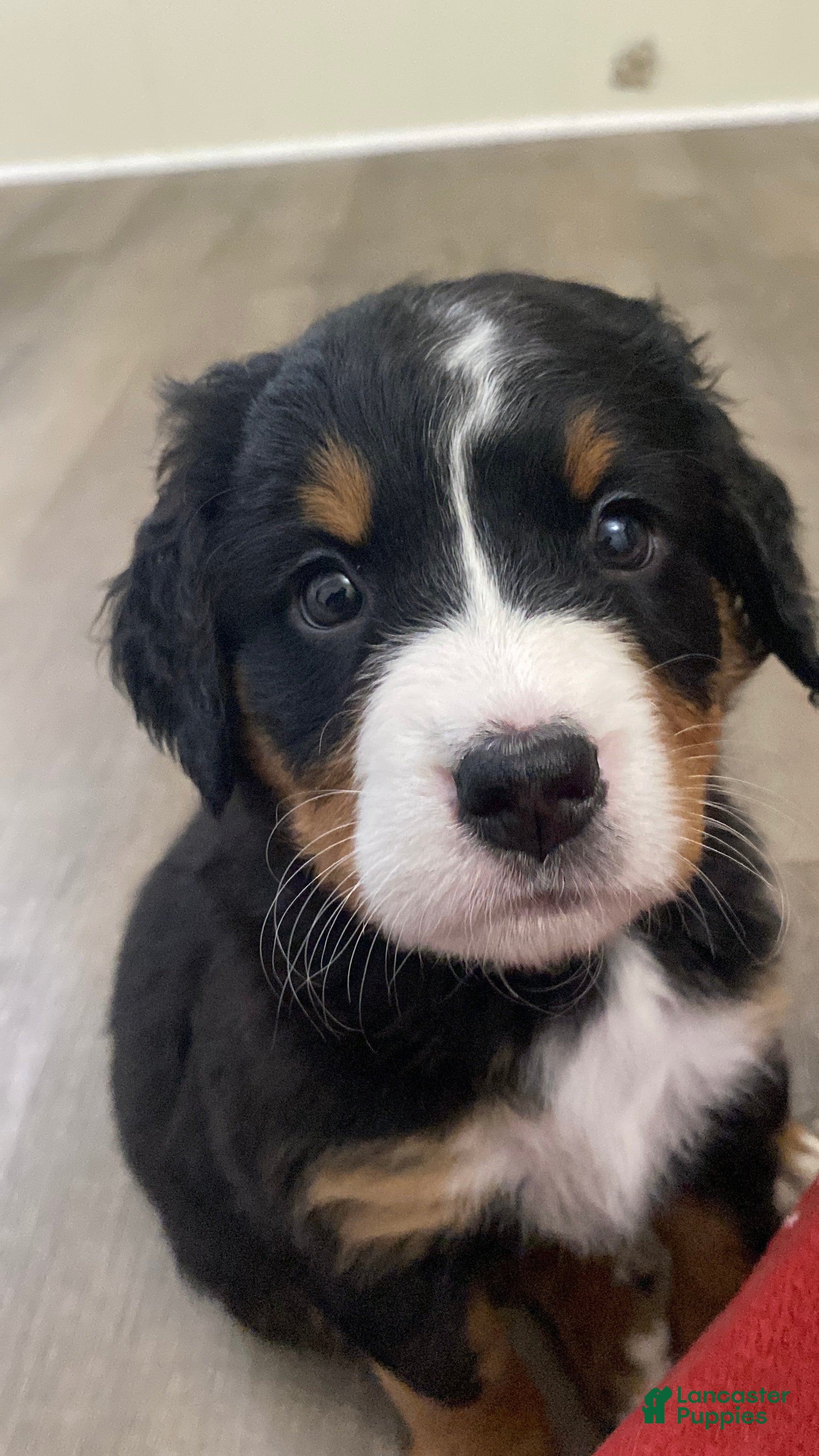 Bernedoodle dogs Bernedoodle Puppy Smokey - Ad 26