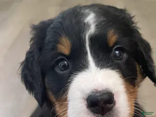 Bernedoodle dogs Bernedoodle Puppy Smokey - Ad 26