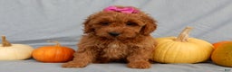 Mini Goldendoodle dogs for sale: Laci - Ad 10