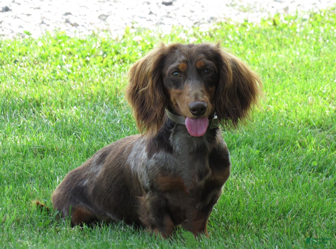 Miniature Dachshund dogs for sale: Jordan - Ad 7