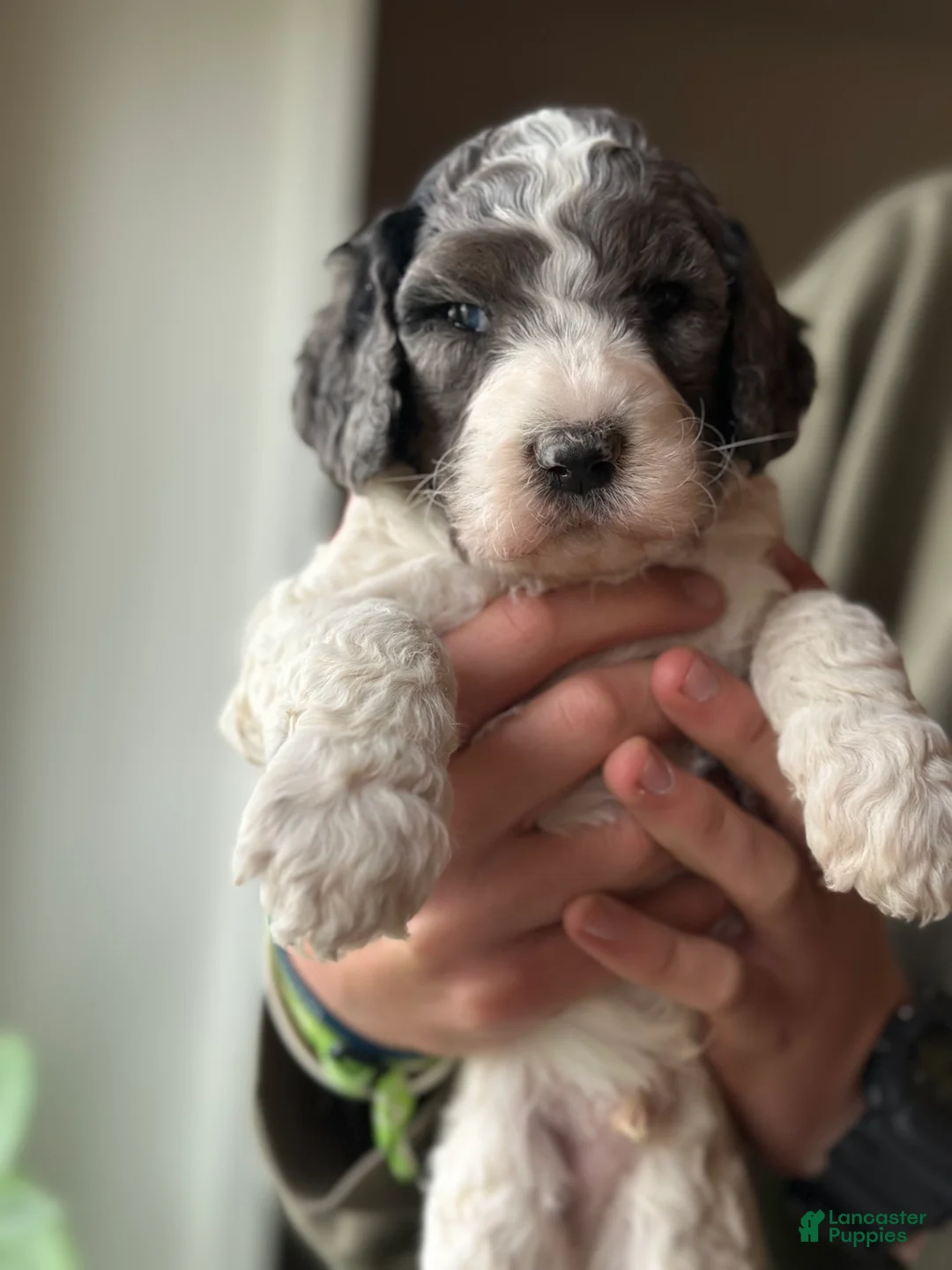Standard Poodle dogs for sale: Standard Poodle Puppy 1 - Ad 1