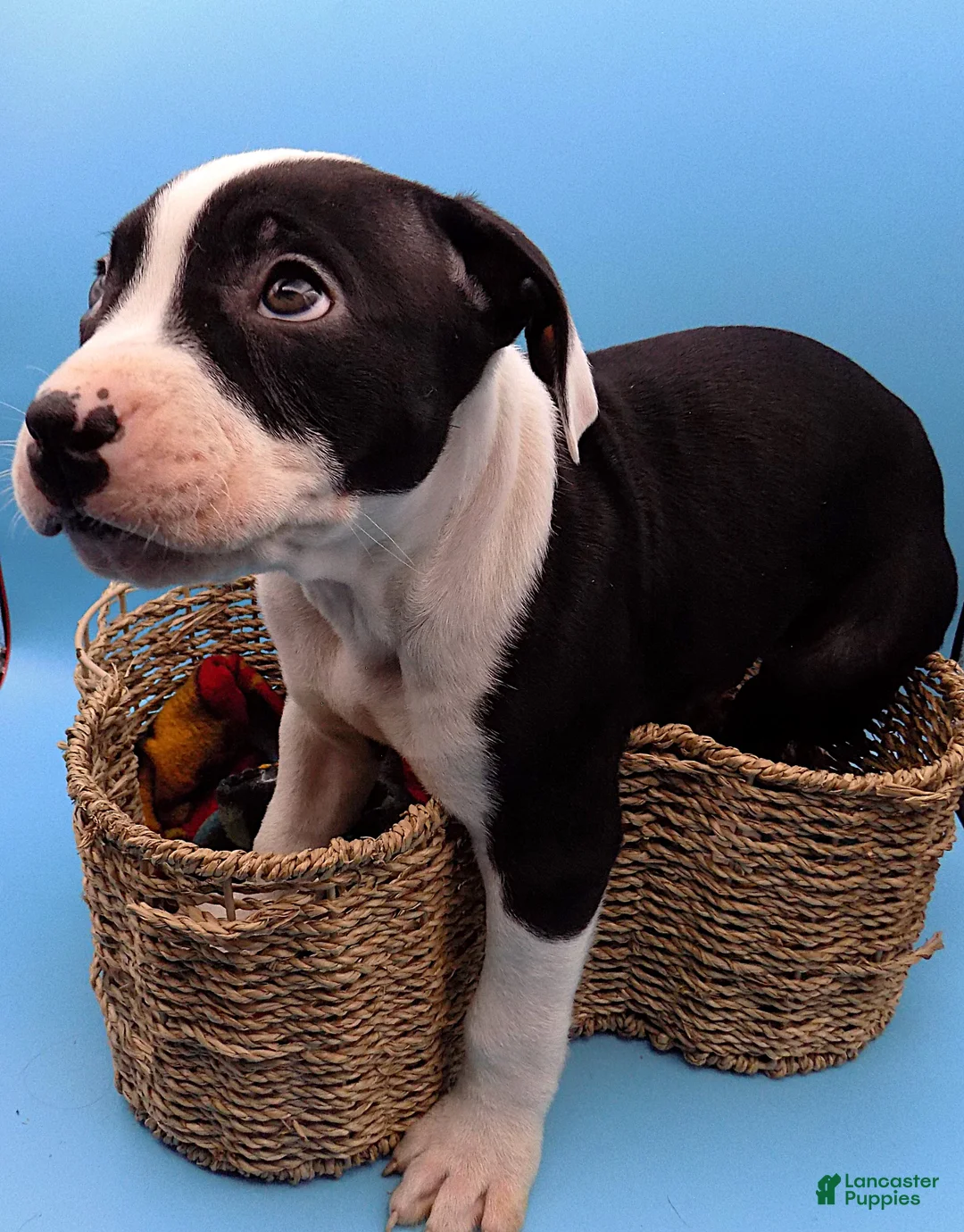 Mixed Breed dogs for sale: Po  - Ad 7