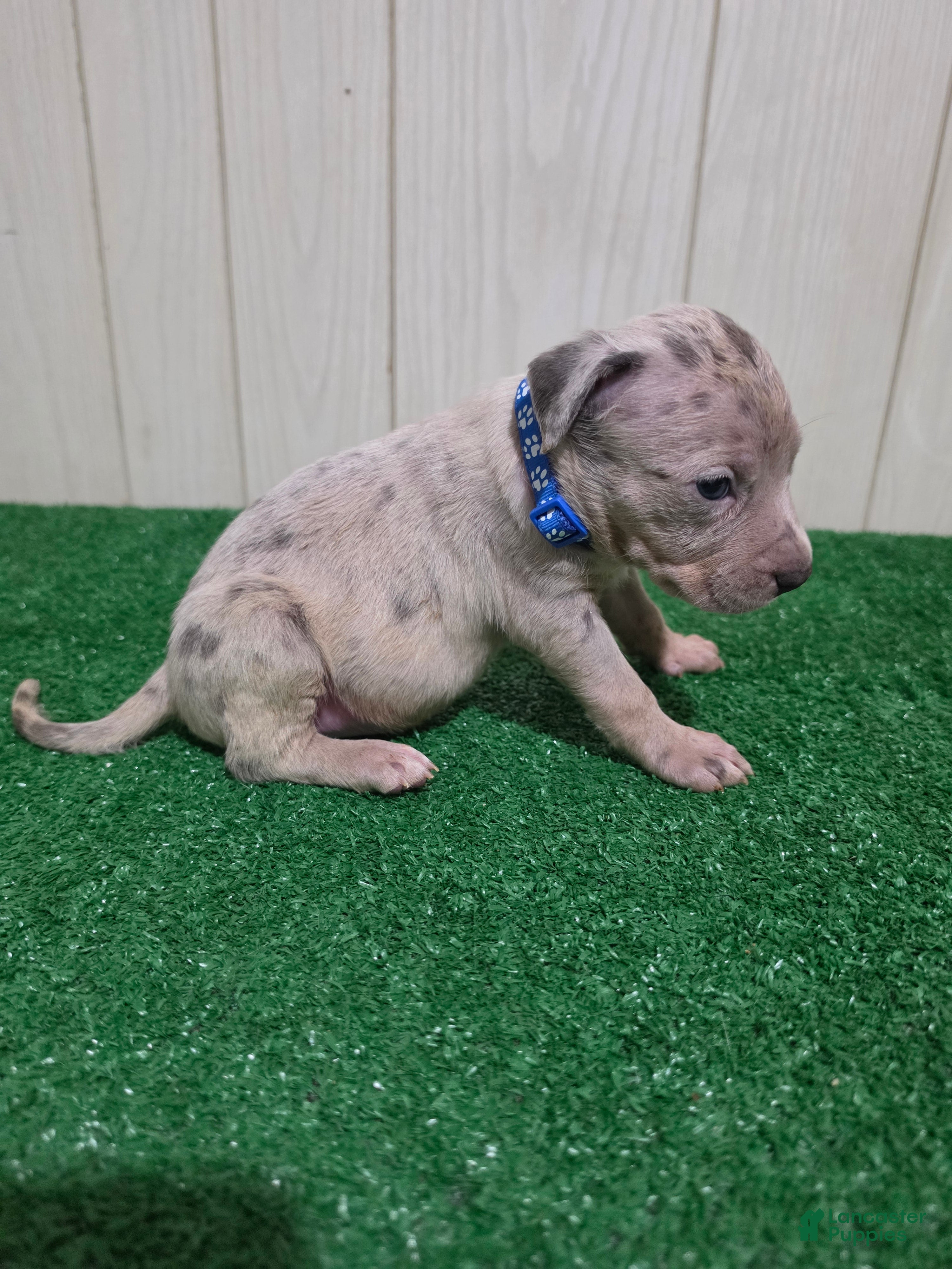 American Bully dogs American Bully XL Puppy 1 (Blue Collar) - Ad 11