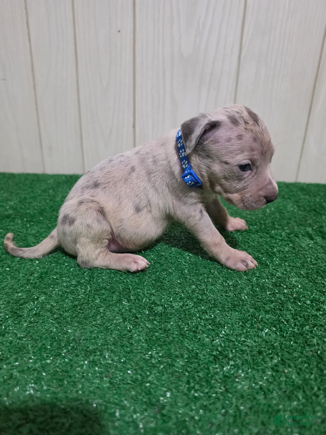 American Bully dogs for sale: American Bully XL Puppy 1 (Blue Collar) - Ad 1