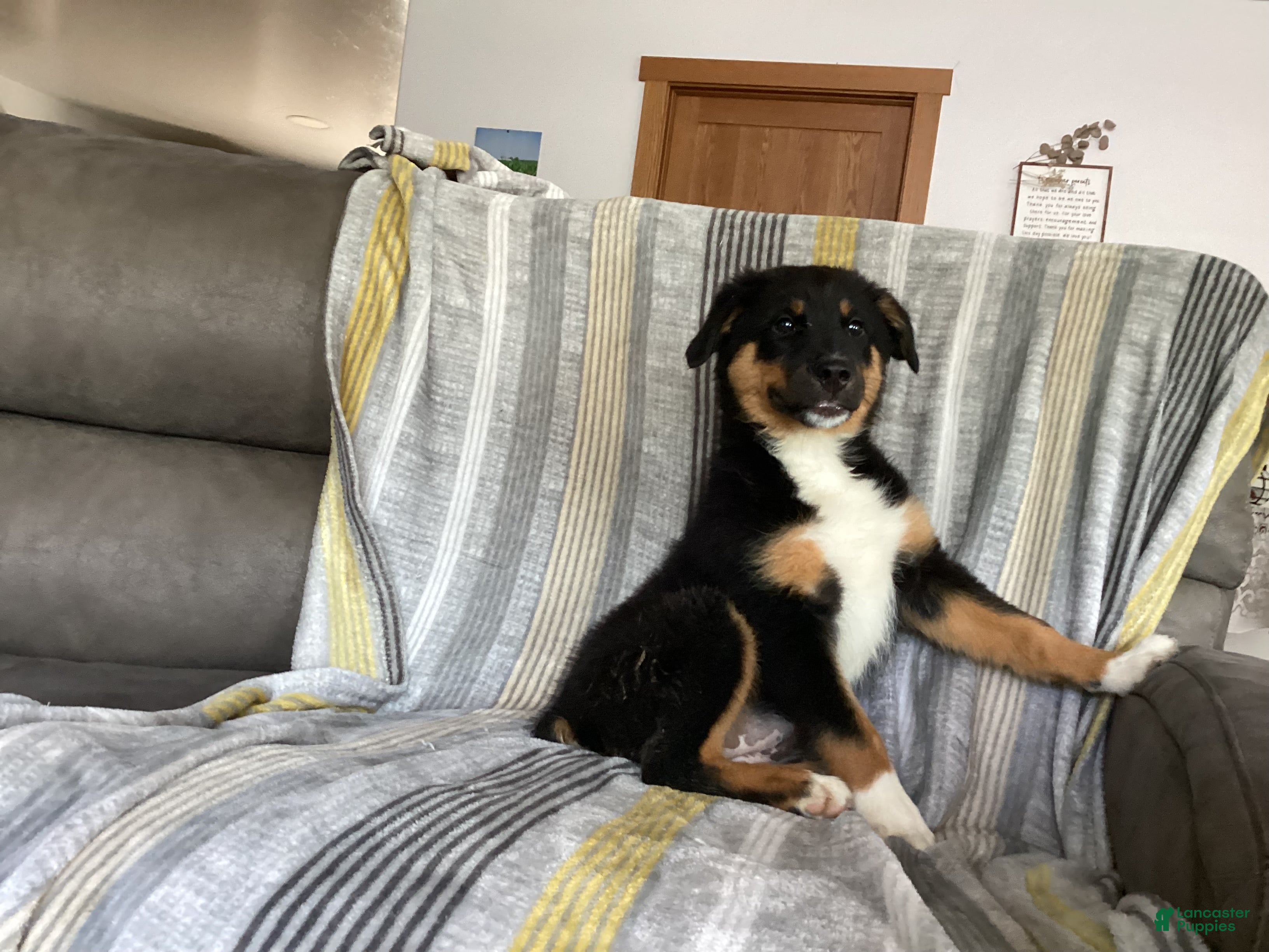 Australian Shepherd dogs Tilly  - Ad 2
