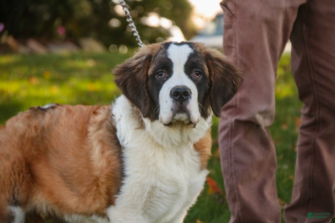 Saint Bernard dogs for sale: Wendeline Saint Bernard  - Ad 1