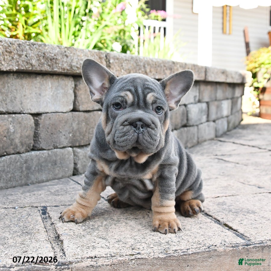 Mixed Breed dogs Charm  - Ad 1