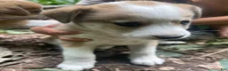 Mixed Breed dogs for sale: Lucky - Ad 2