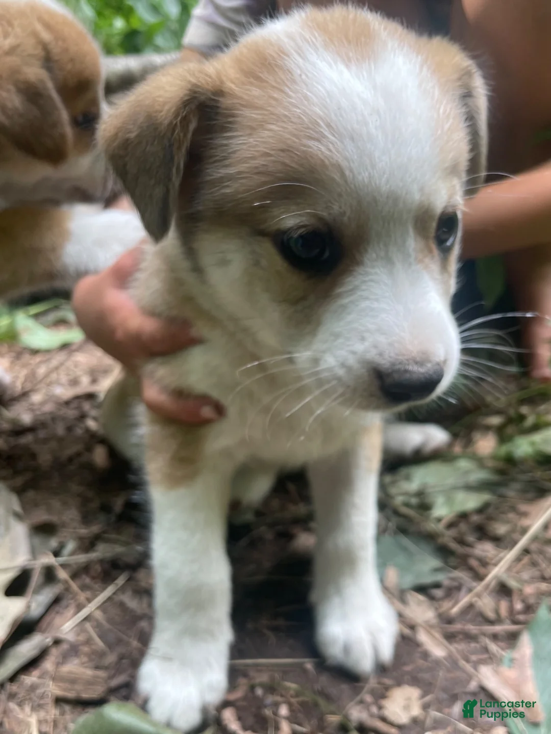 Mixed Breed dogs for sale: Lucky - Ad 2