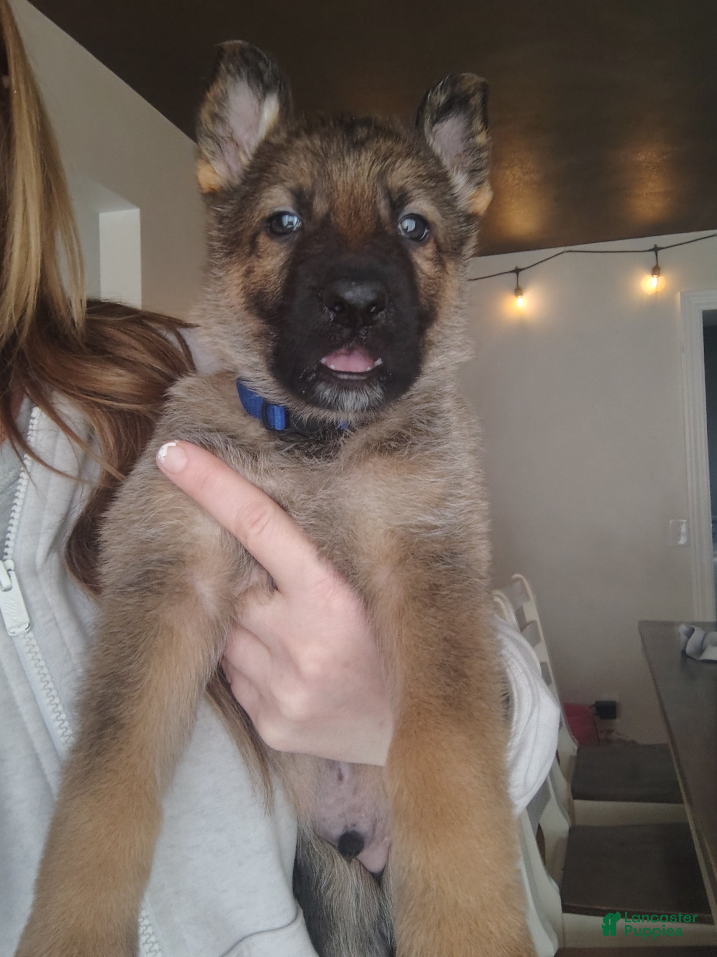 German Shepherd dogs Bluey  - Ad 2