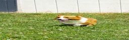 Welsh Corgi Pembroke dogs for sale:  Brusier 🐶 - Ad 22