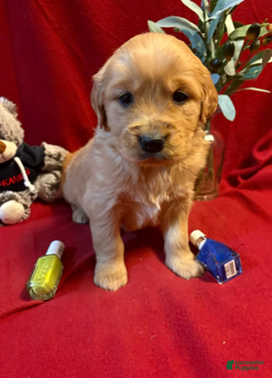 Golden Retriever dogs for sale: Taz - Ad 4