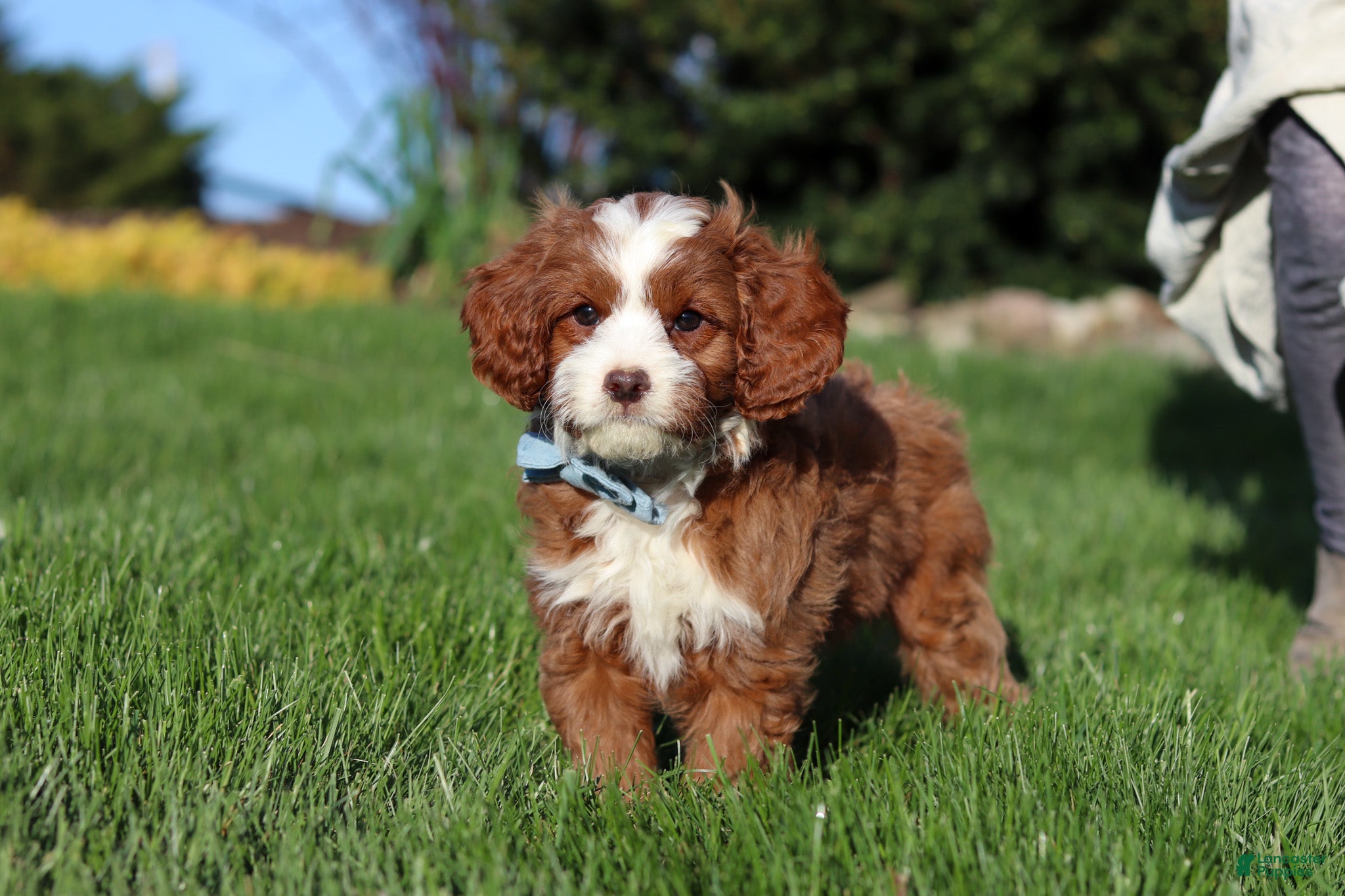 Cavapoo dogs Bruno - Ad 1