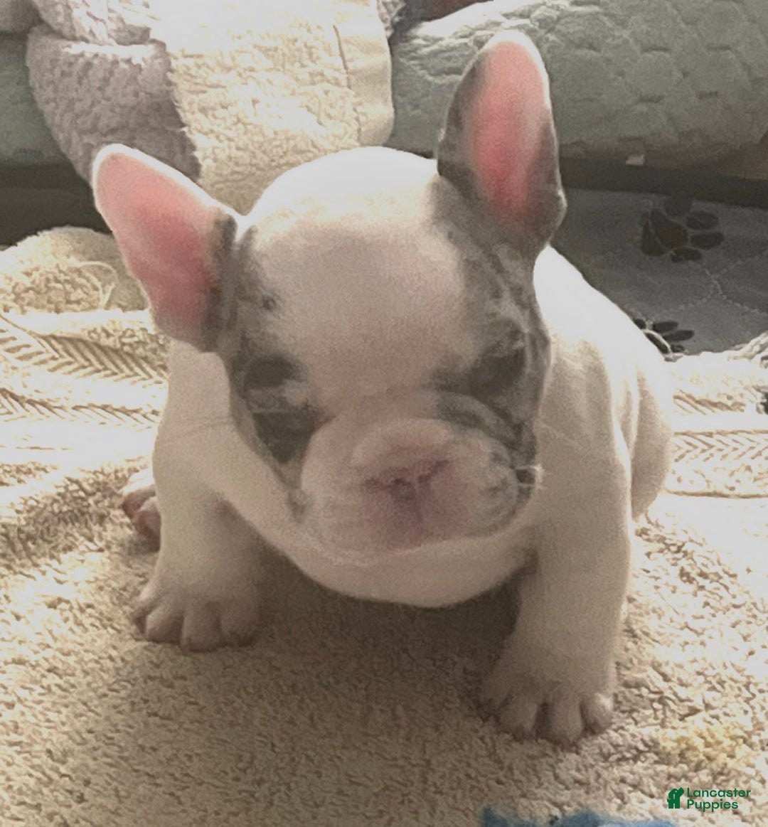 French Bulldog dogs for sale: Pablo - Ad 3