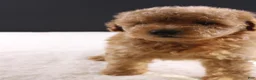 Shihpoo dogs for sale: Milo - Ad 5
