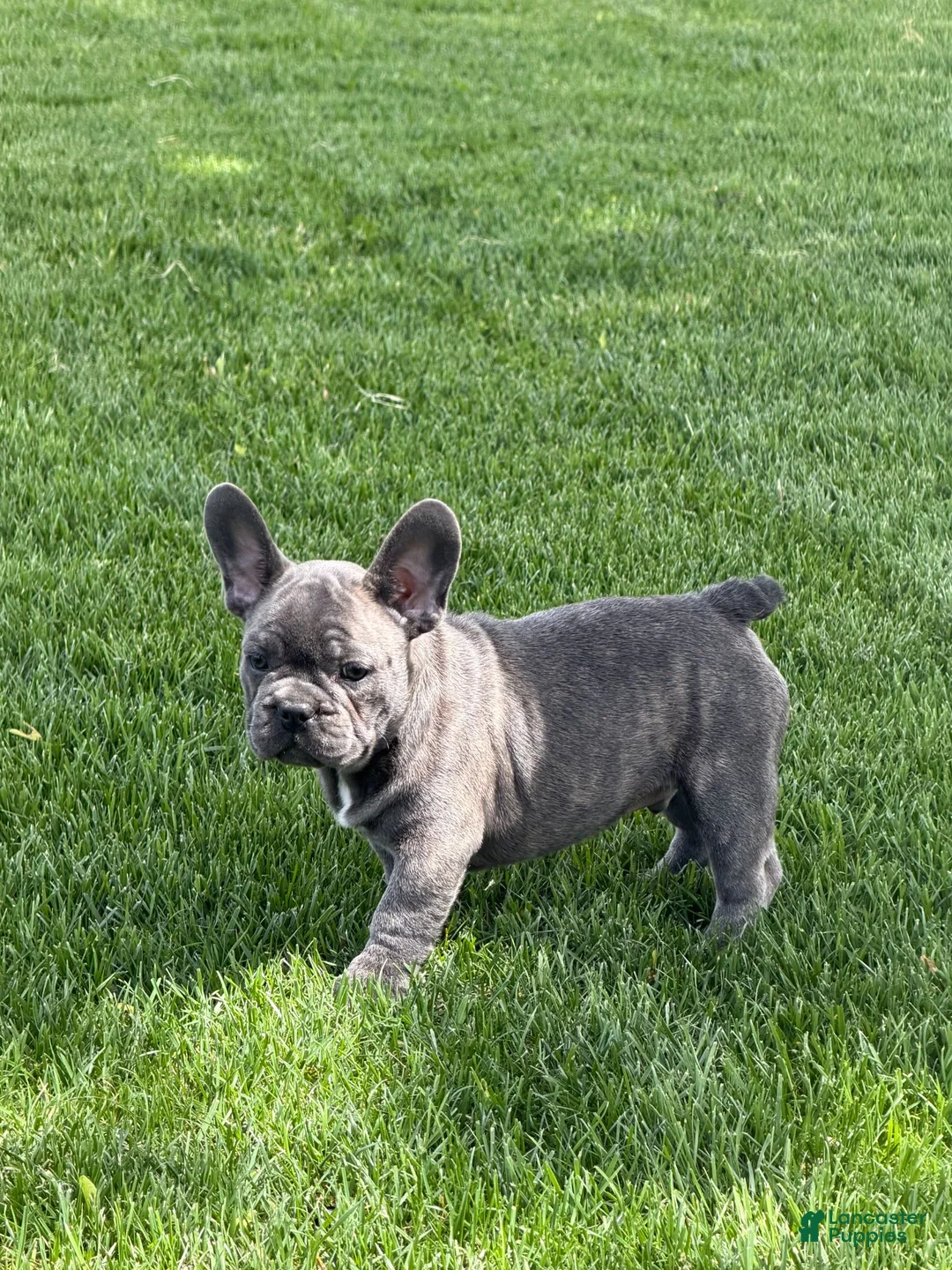 French Bulldog dogs for sale: Jax - Ad 1