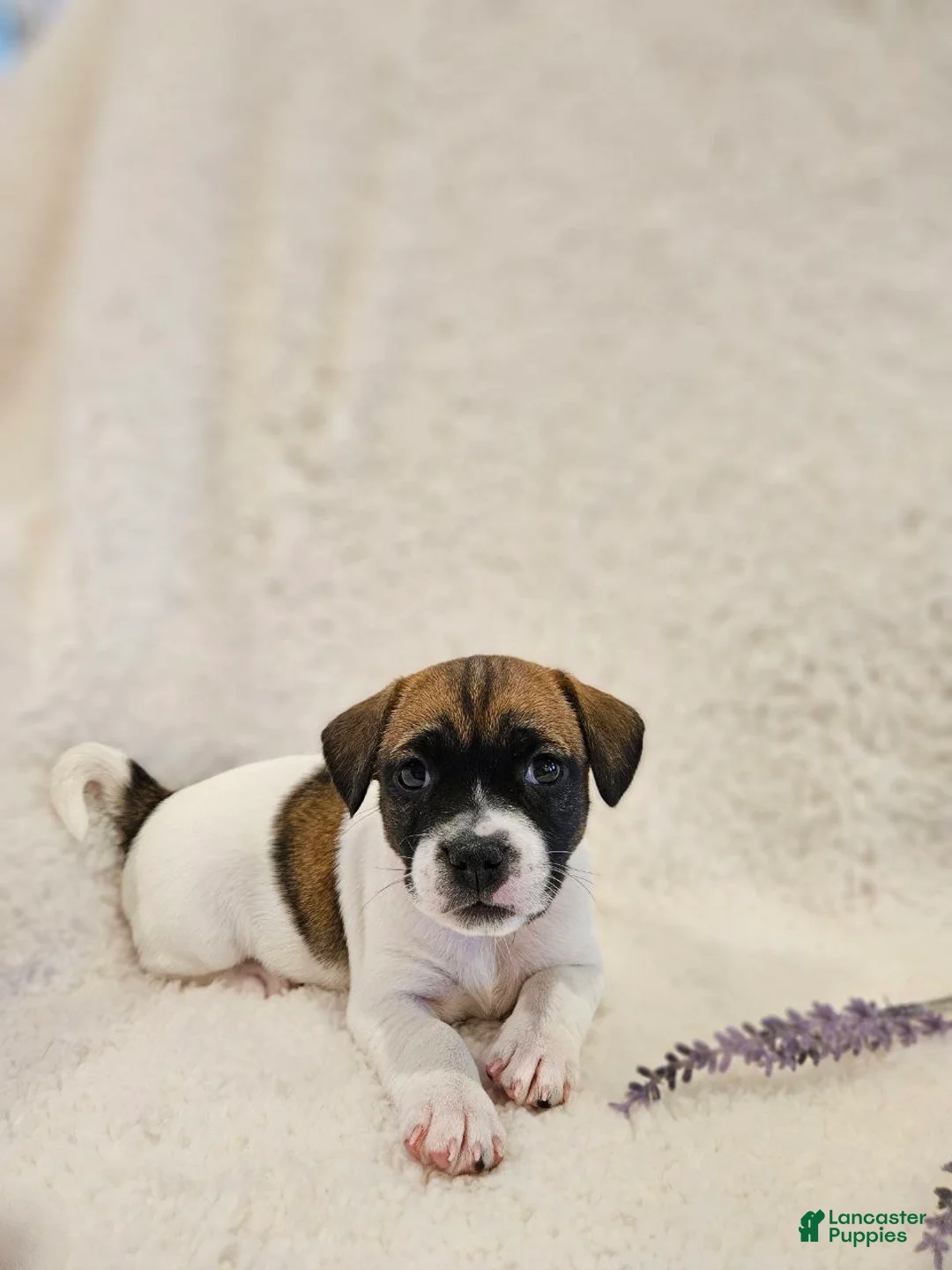Rat Terrier dogs for sale: Valentine - Ad 2