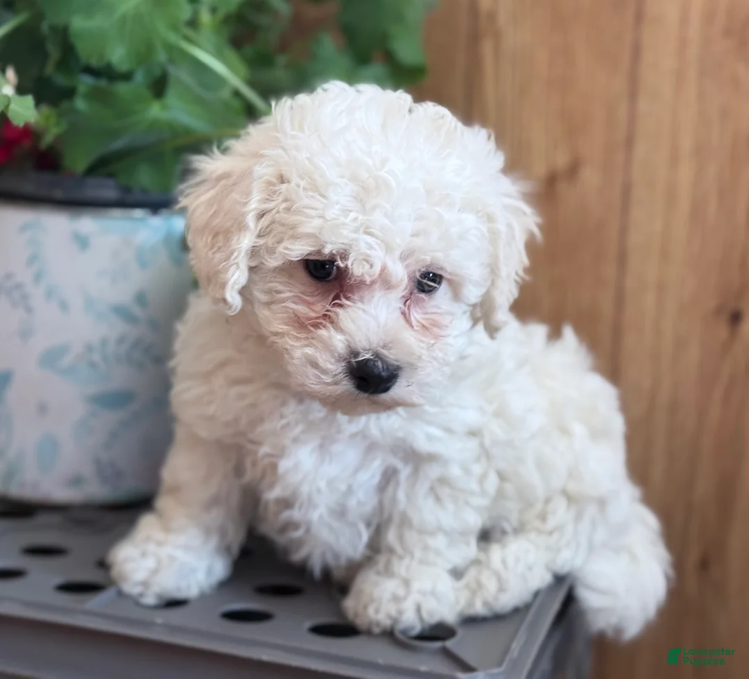 Bichpoo dogs for sale: Milkshake  - Ad 2