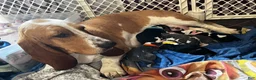 Basset Hound dogs for sale: Blue and white 1-orange collar - Ad 10