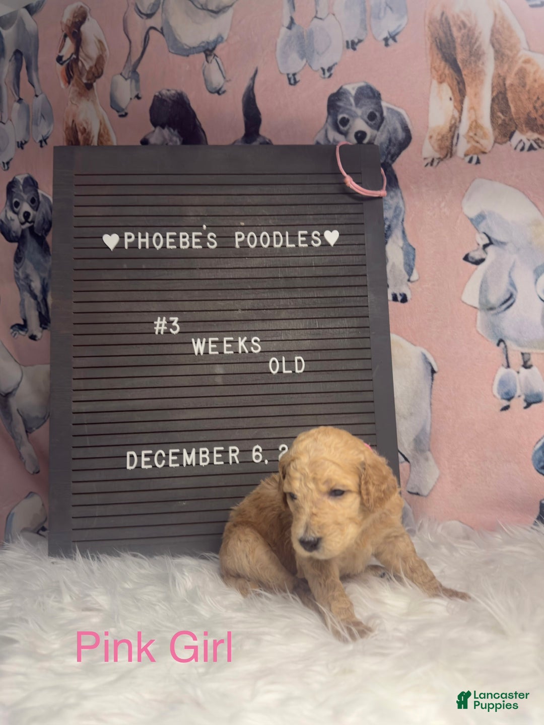 Standard Poodle dogs for sale: Standard Poodle Puppy 6 - Ad 13