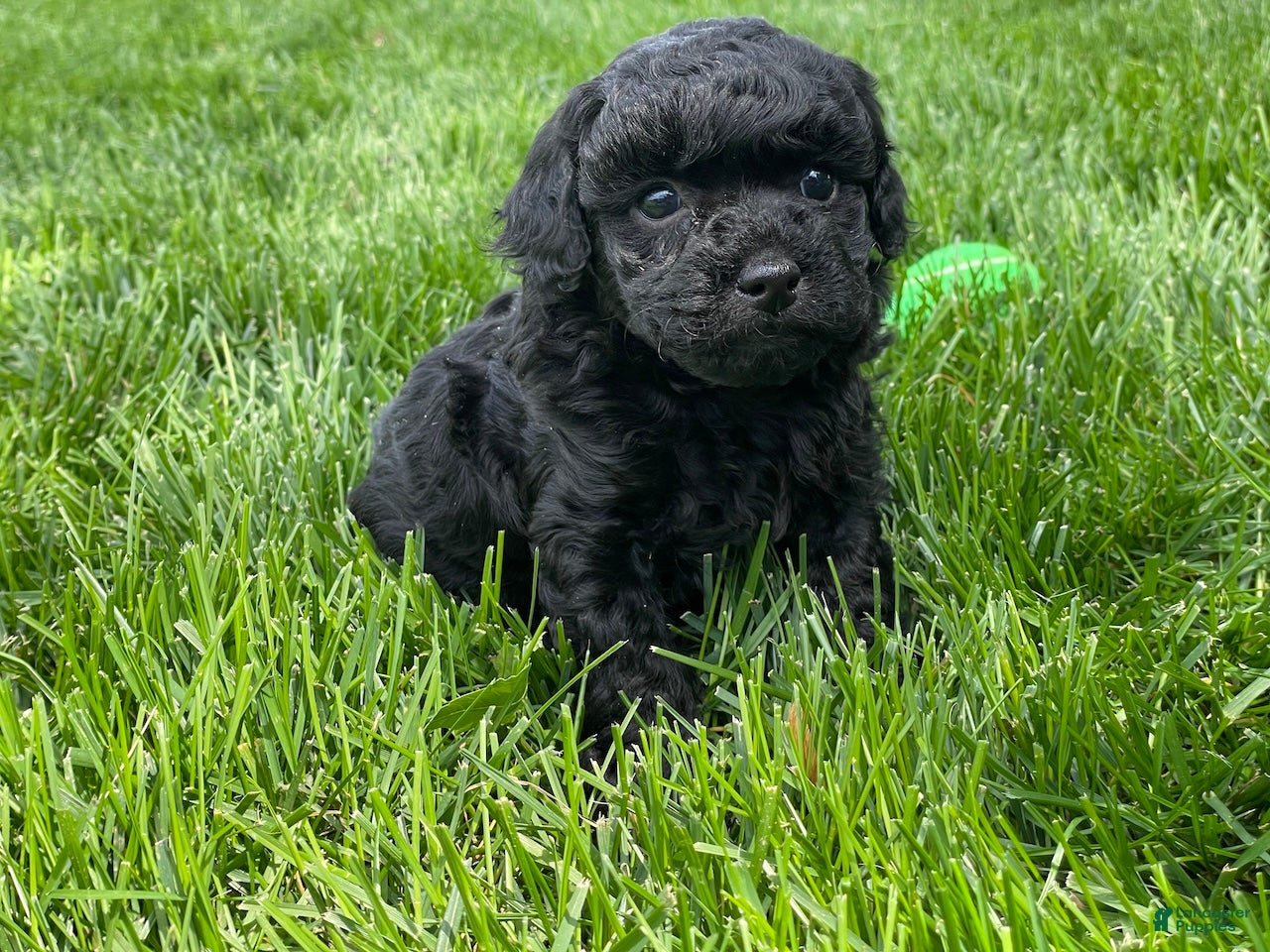 Miniature Poodle dogs Andrew Miniature Poodle Puppy  - Ad 1