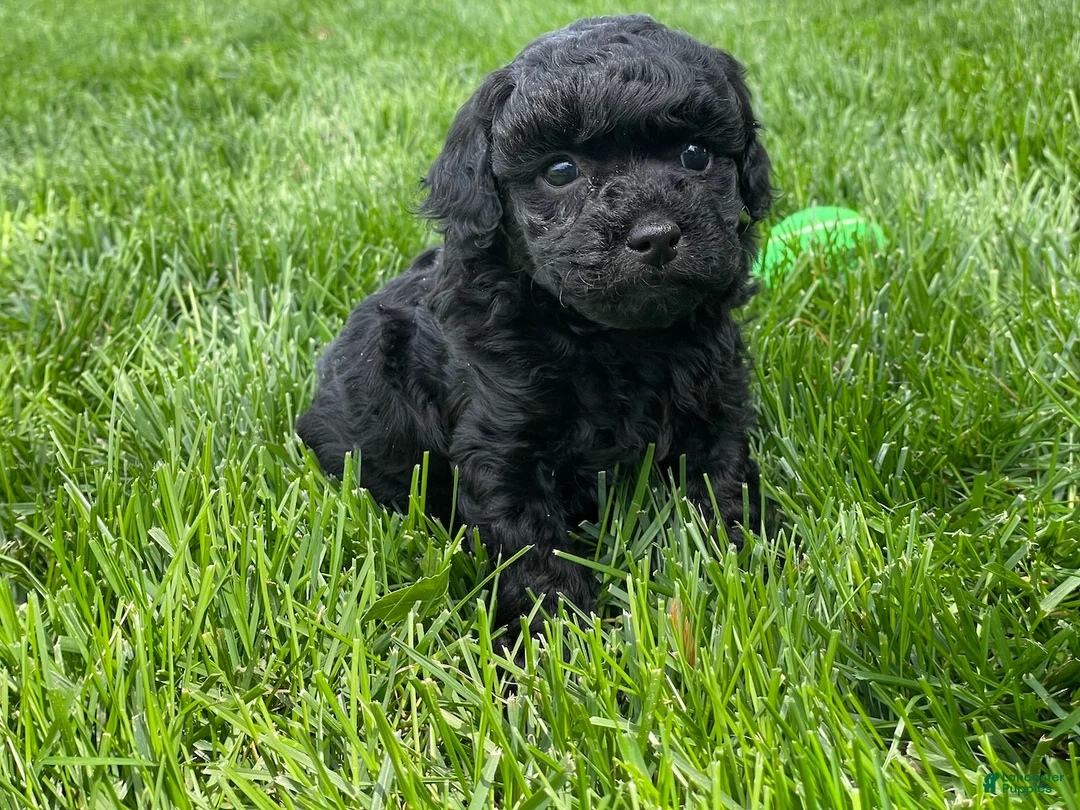 Miniature Poodle dogs for sale: Andrew Miniature Poodle Puppy  - Ad 1