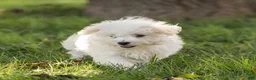 Maltipoo dogs for sale: Jesse Maltipoo  - Ad 4