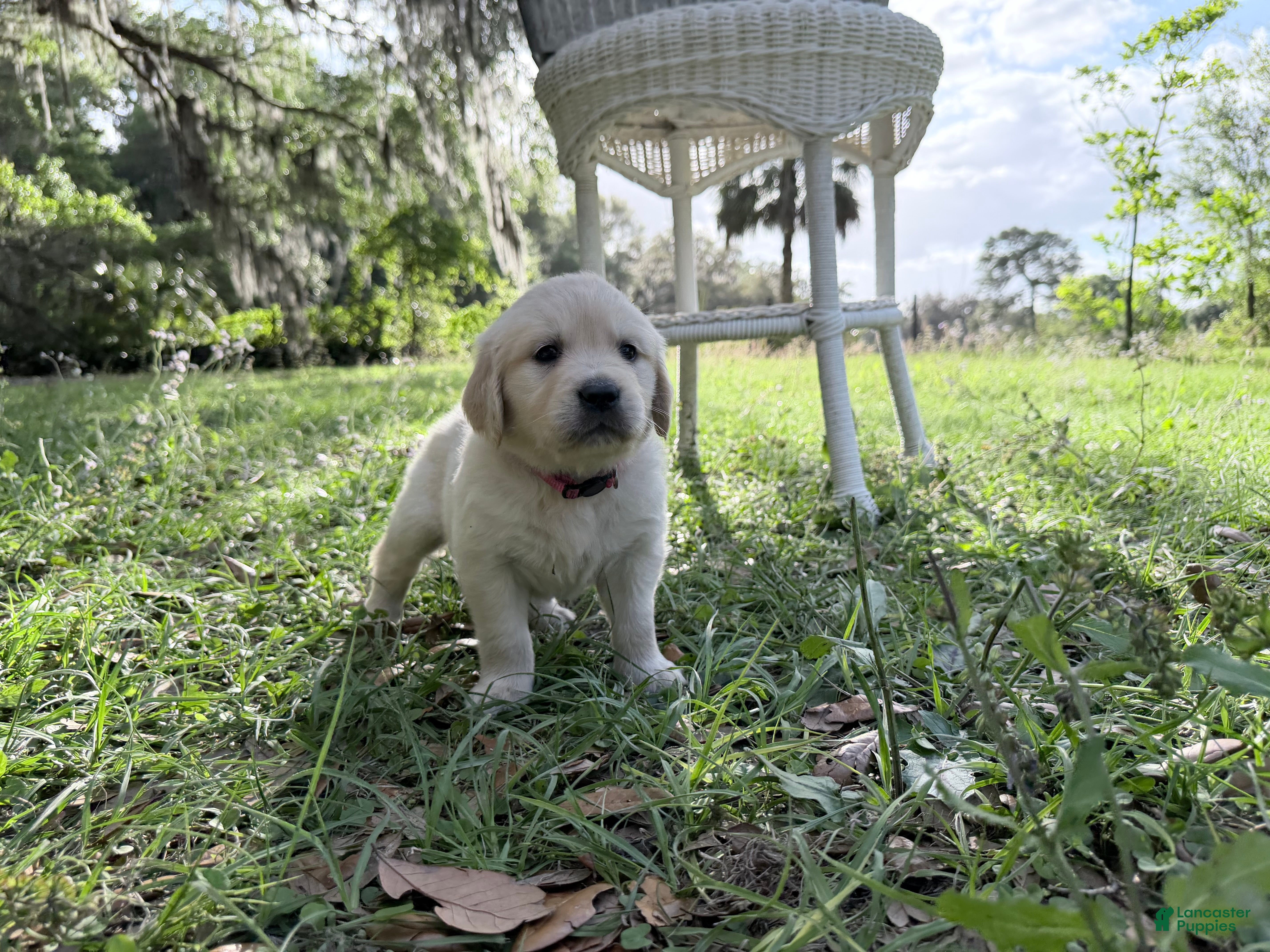 Golden Retriever dogs Beatrix of Avalon - golden retriever ESA female profile prospect - Ad 1