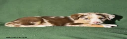 Mixed Breed dogs for sale: Bella   - Ad 3