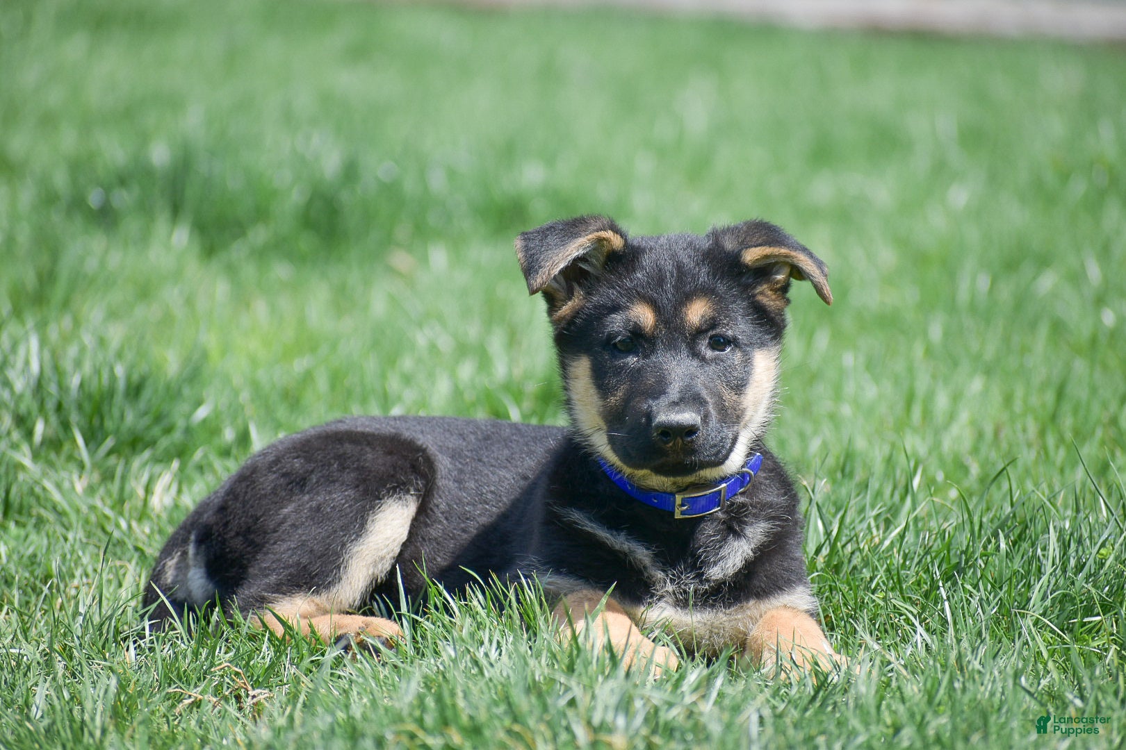 German Shepherd dogs Ekisha - Ad 2