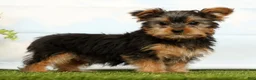 Yorkshire Terrier dogs for sale: Jasper - Ad 3