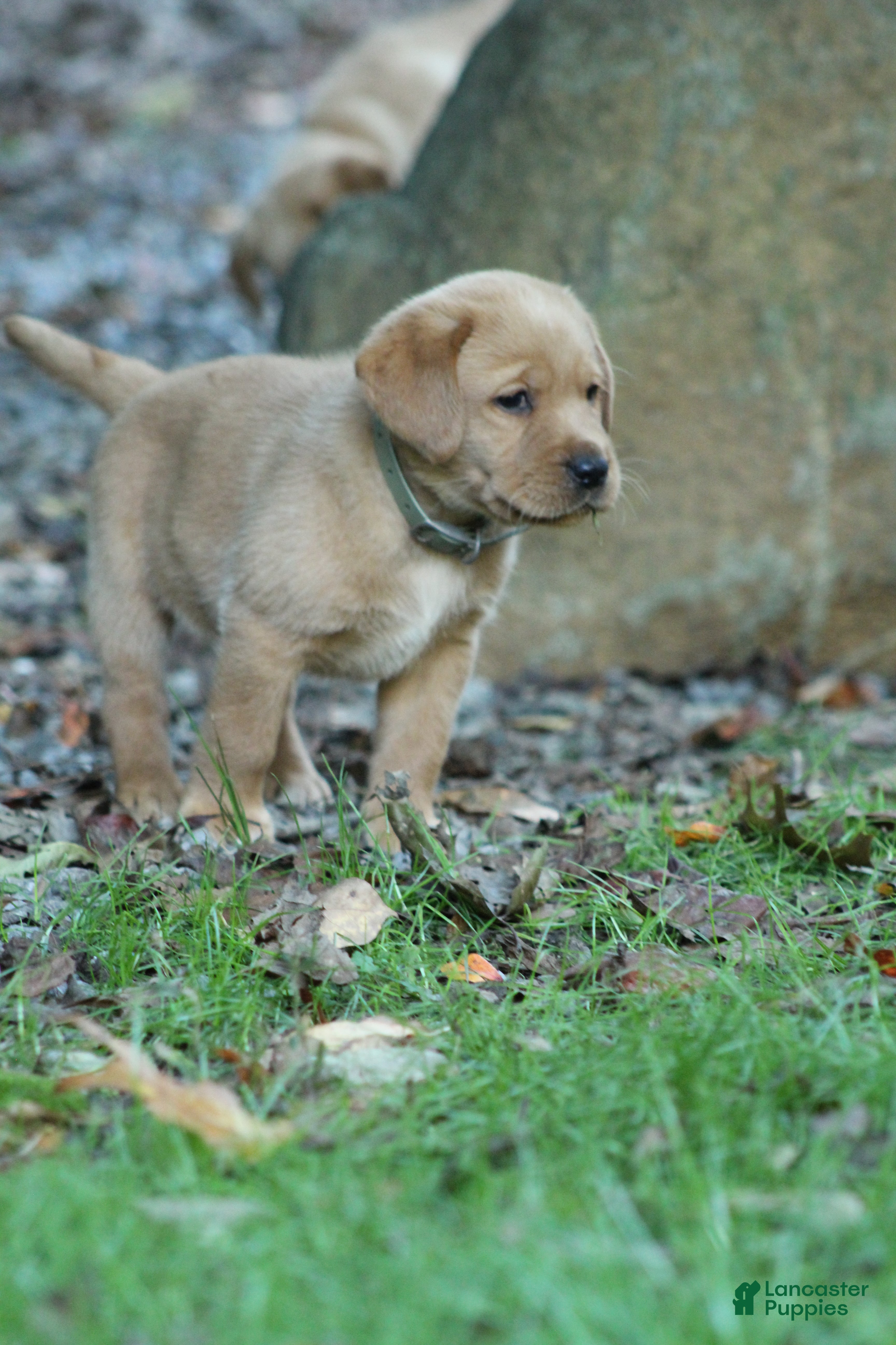 Labrador Retriever dogs Rex - Ad 2