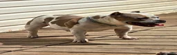 American Bully dogs for sale: 9x Kennels Björn Ironside Aka Cubb  - Ad 36