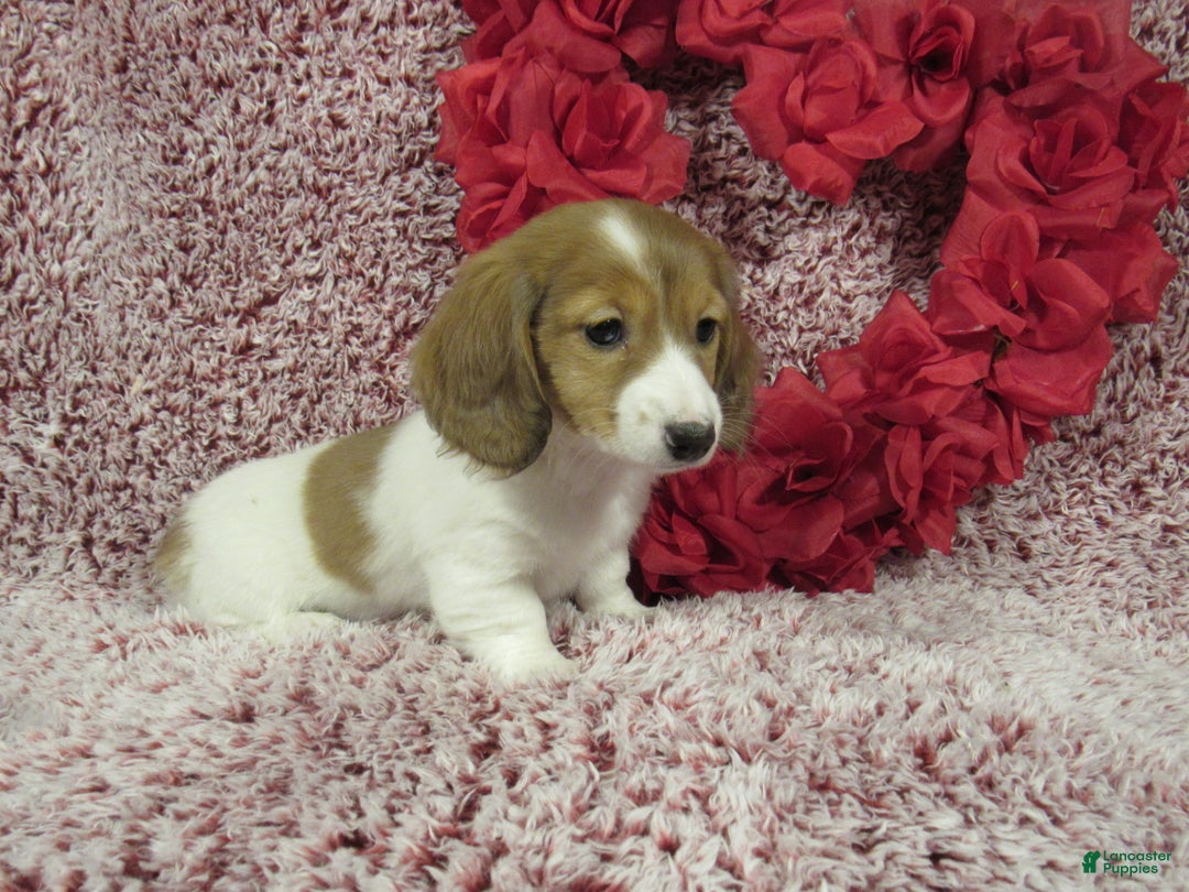 Miniature Dachshund dogs for sale: Sadie - Ad 1