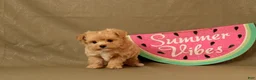 Maltipoo dogs for sale: Callum - Ad 3