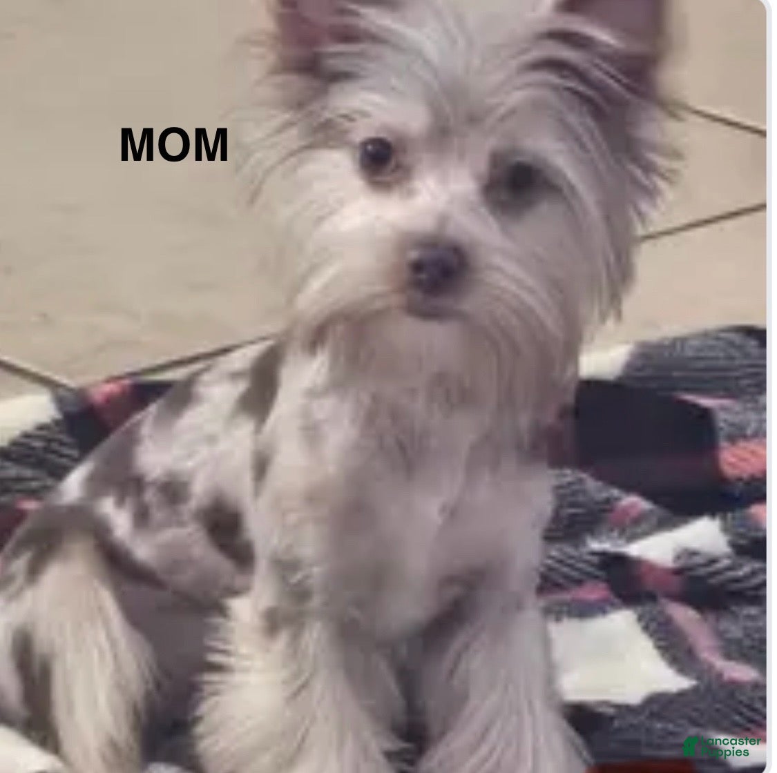 Yorkshire Terrier dogs Yorkshire Terrier 1 - Ad 2