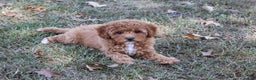 Cavapoo dogs for sale: Pennywhistle - Ad 4