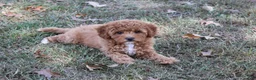 Cavapoo dogs for sale: Pennywhistle - Ad 3